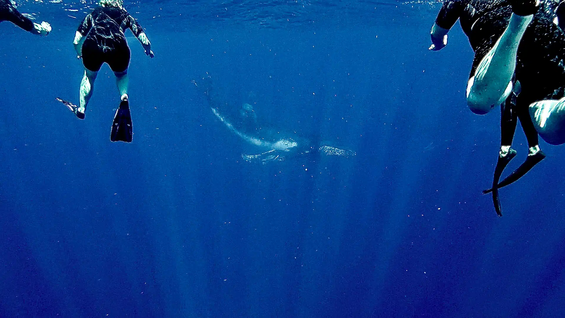 Nage avec les baleines