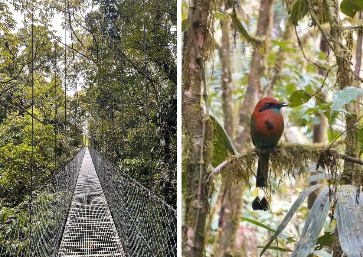 Mistico Arenal Hanging Bridges