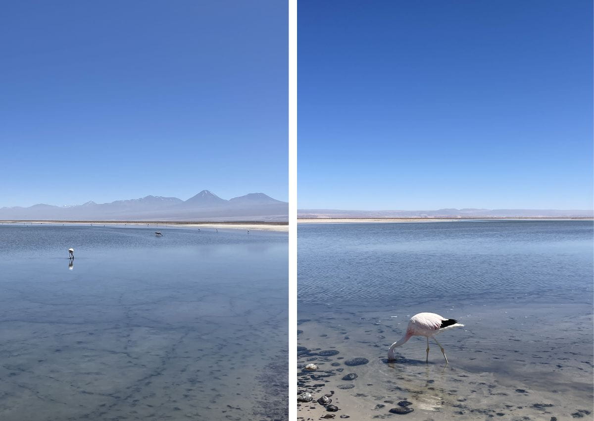 Visiter le désert d'Atacama Laguna Chaxa