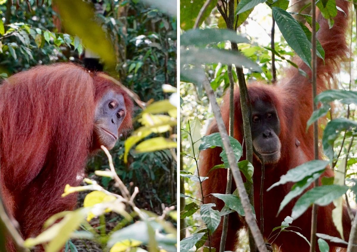 7 jours Sumatra