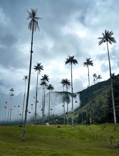 COCOLOMBIA